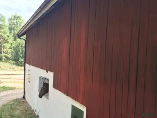 stallplats Plats i stall nära Trollhättan och Uddevalla - Annons 3