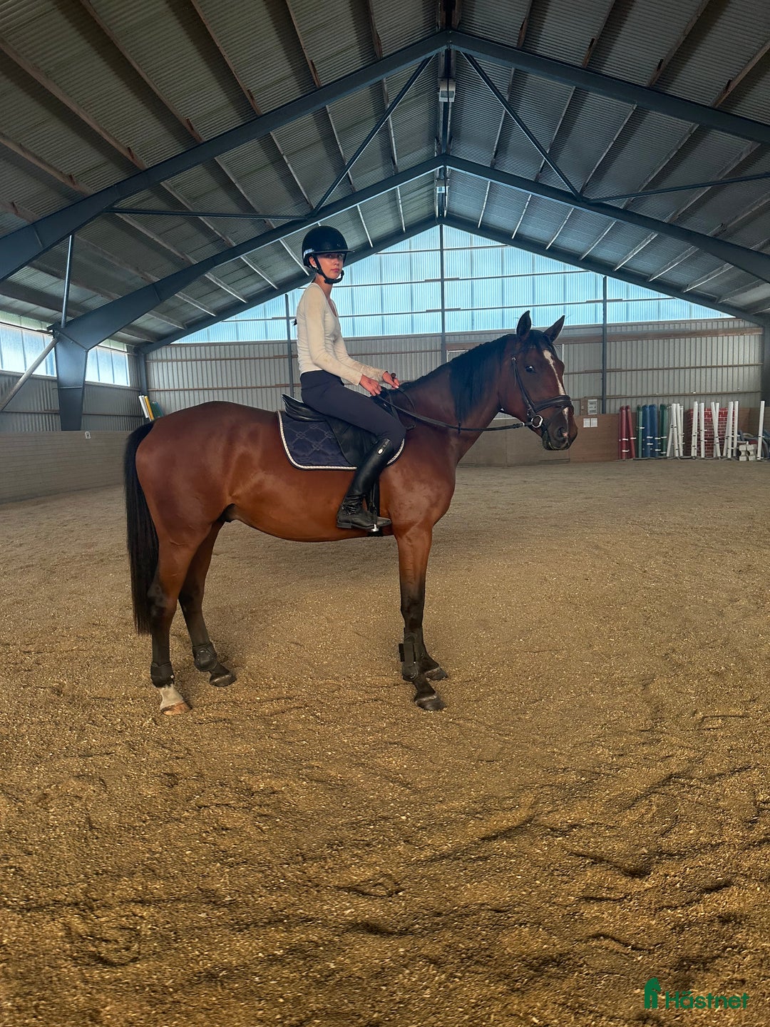 Hoppning hästar till salu: 3åring  i Eringsboda - Annons 1