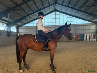 Hoppning hästar till salu: 3åring i Eringsboda - Annons 1