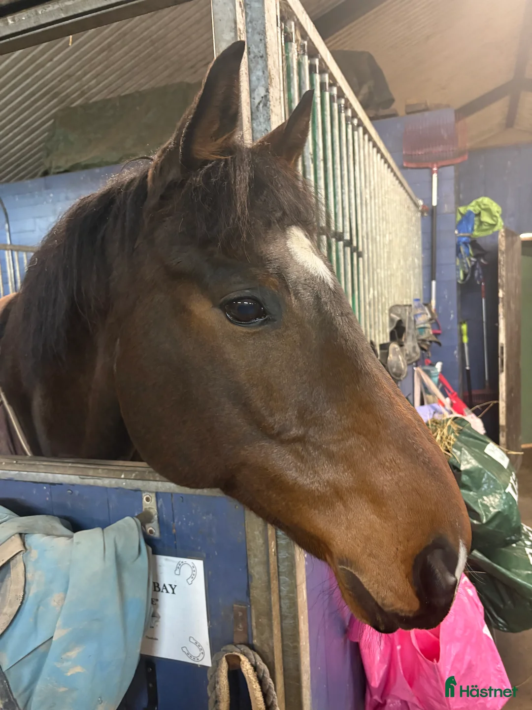 Allround hästar till salu: Fin häst att ha kul tillsammans med  - Annons 5