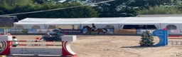 Hoppning hästar till salu: Modigt framtidshopp e:Cooper vd Heffinck-Casall - Annons 2