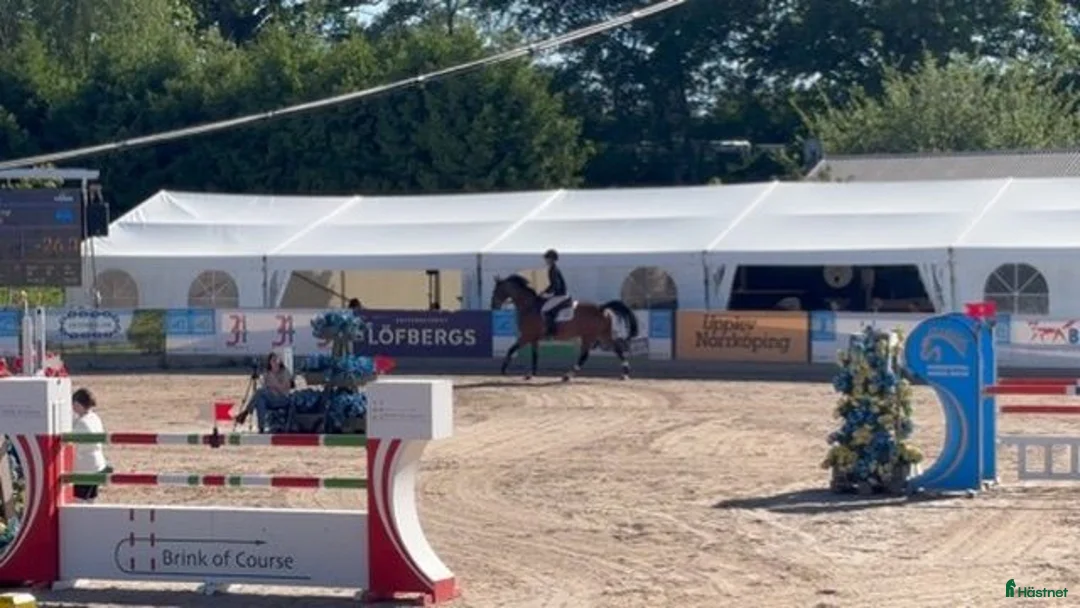 Hoppning hästar till salu: Modigt framtidshopp e:Cooper vd Heffinck-Casall - Annons 2