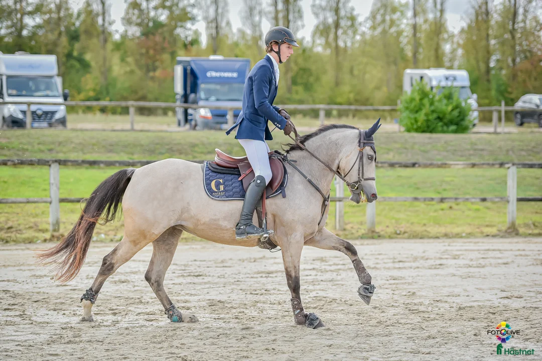 Hoppning hästar till salu: Winning 148 - 110 D Pony at Gateau Stables France  i Stockholm - Annons 2