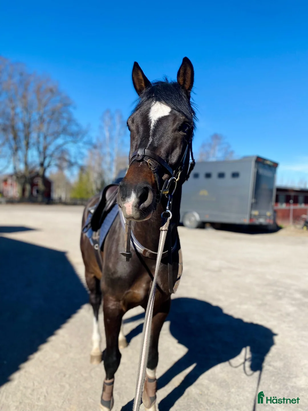 Dressyr hästar till salu: Trevlig valack för framtiden  - Annons 2