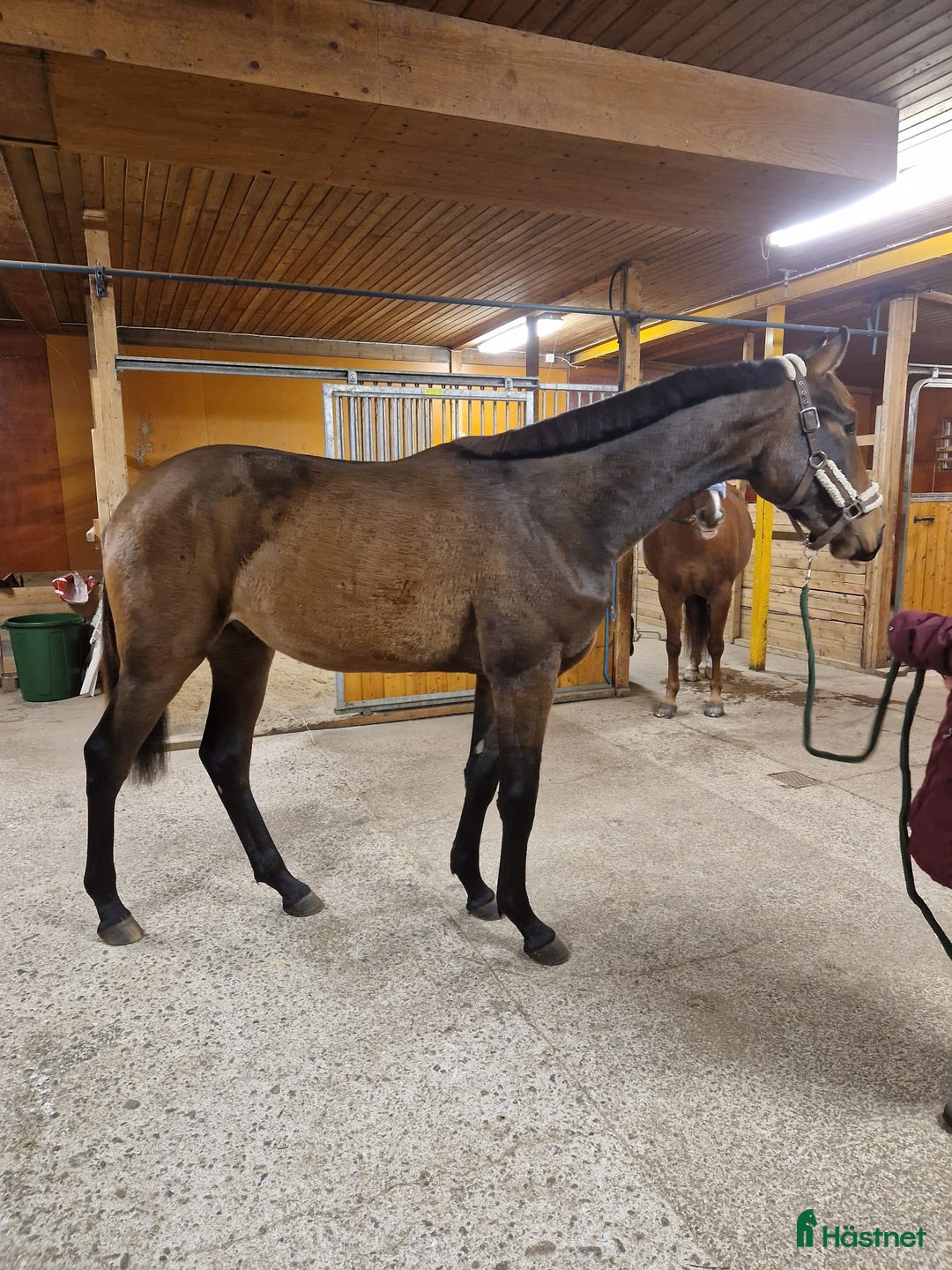 Allround hästar till salu: Fin 2 åring. (Blir 3år maj 2026) i Haparanda - Annons 4