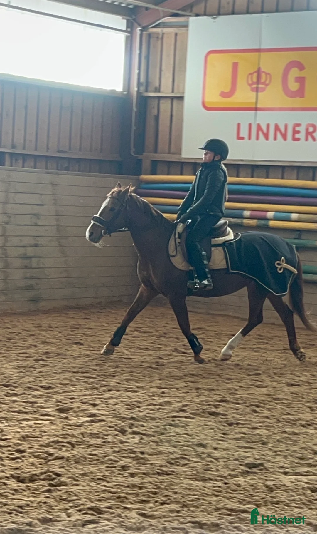 Allround hästar till salu: Svensk Ridponny - Annons 2