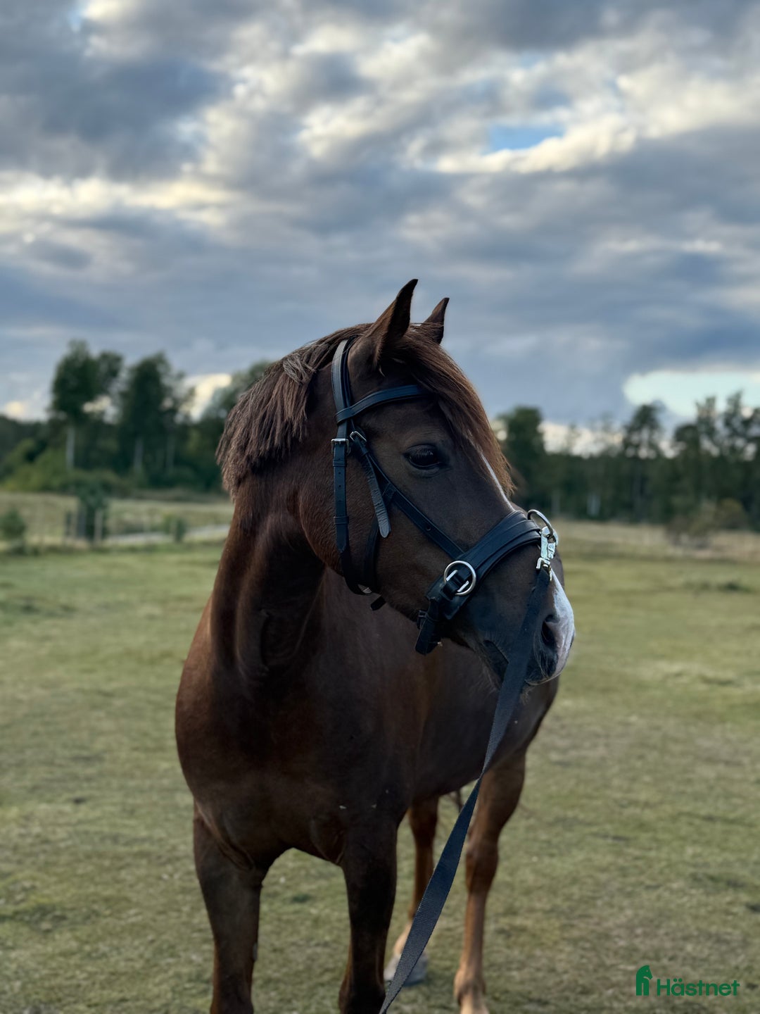 Allround hästar till salu: Ljuvligt fux-sto - en riktig prinsessa! D-ponny i Tidaholm - Annons 4