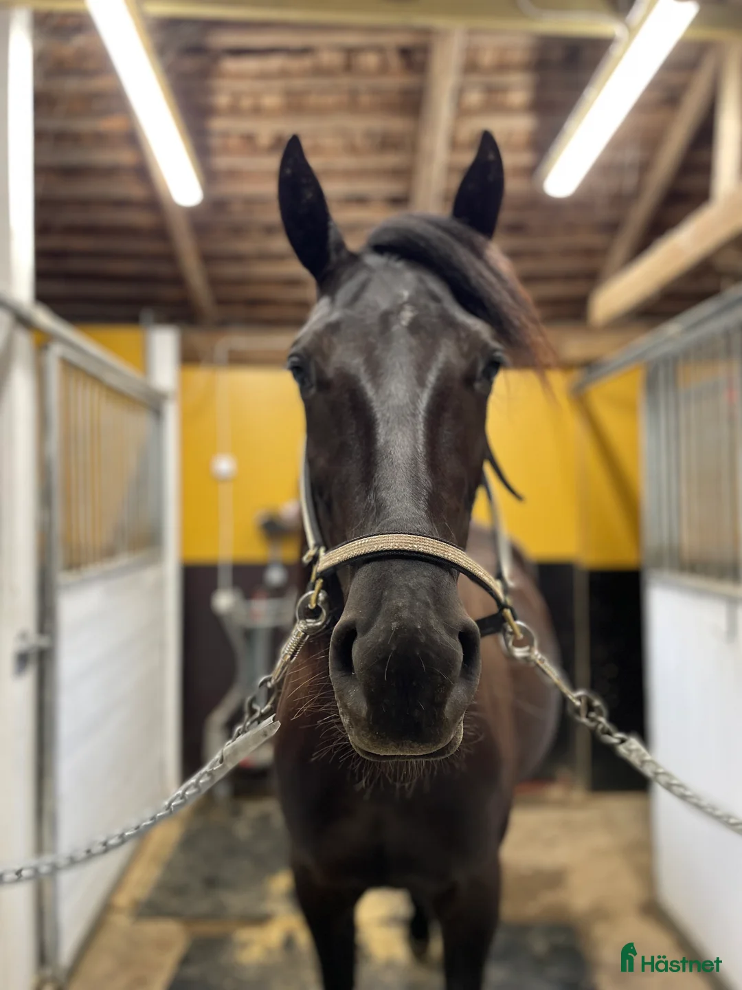 Trav hästar till salu: 3-åring letar nytt hem  i Färila - Annons 2