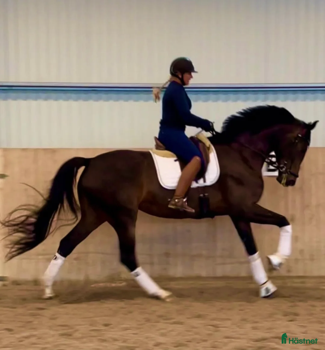 Avelshästar hästar till salu: Dräktig med unghäst VM vinnaren Proude James  i Påarp - Annons 3