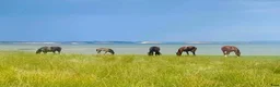  stallplats finnes: Sommarbete i Kållekärr - Annons 1