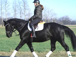 hästar A real special black Bombproof for New Year i Örsundsbro - Annons 8