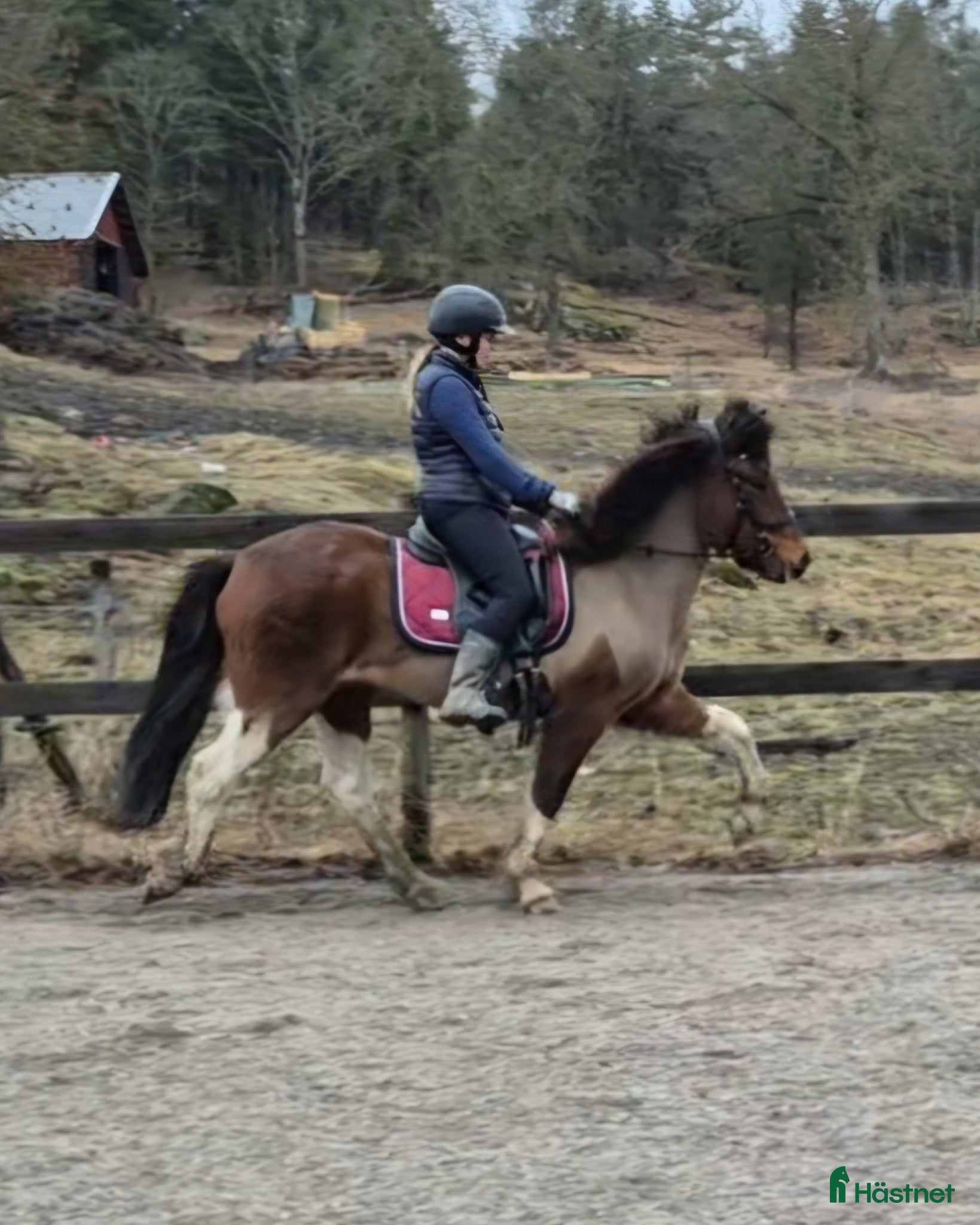  medryttarhäst finnes: Medryttare sökes Mariefred - Annons 1