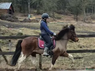 medryttarhäst finnes: Medryttare sökes Mariefred - Annons 1