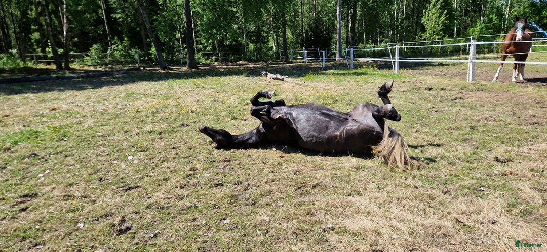 Hoppning hästar till salu: Framtidslöfte i Linköping - Bild 6