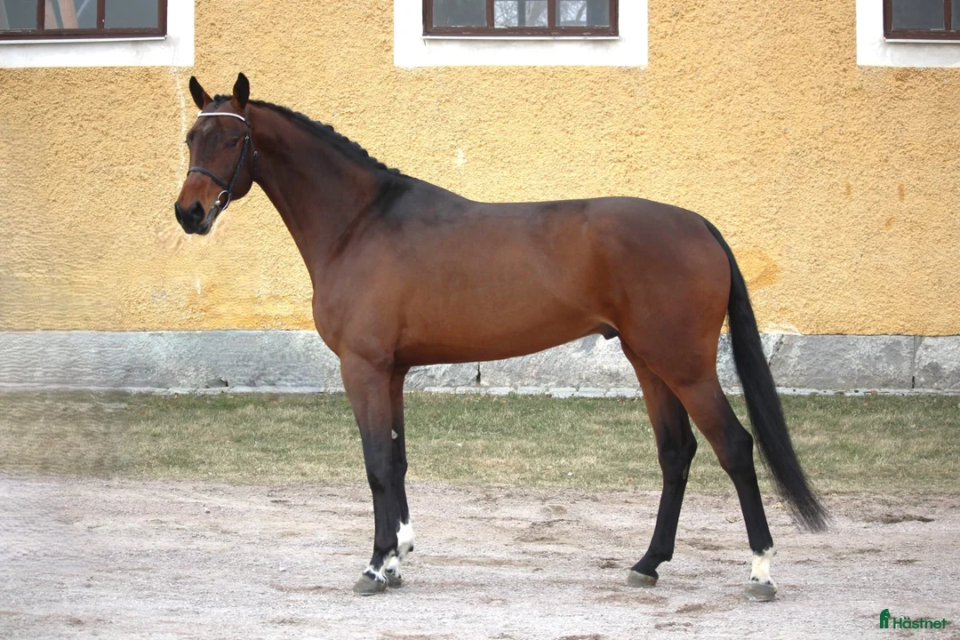  avel finnes: ✨A Magic Twist✨ Premierad SWB hingst - Annons 7