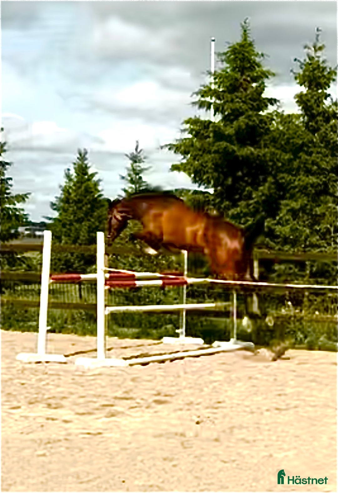 Hoppning hästar till salu: Välstammad 4 åring  i Knivsta - Annons 1