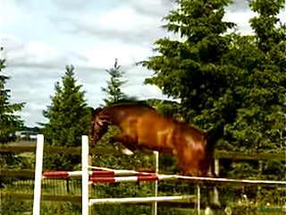 hästar Välstammad 4 åring i Knivsta - Annons 10