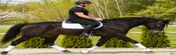 Allround hästar till salu: Premium Allrounder- dressage, driving, jumping - Annons 9