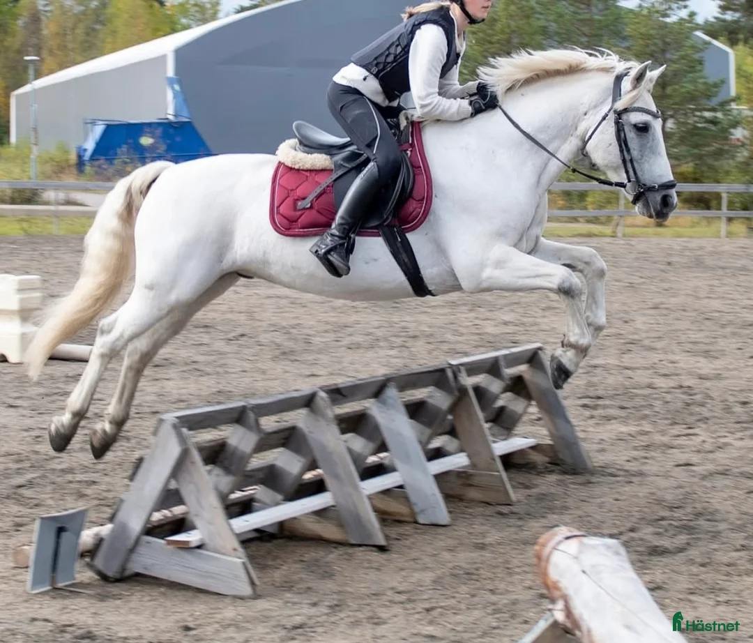 Allround hästar till salu: Träningskompis/läromästare säljes i Söderhamn - Annons 3