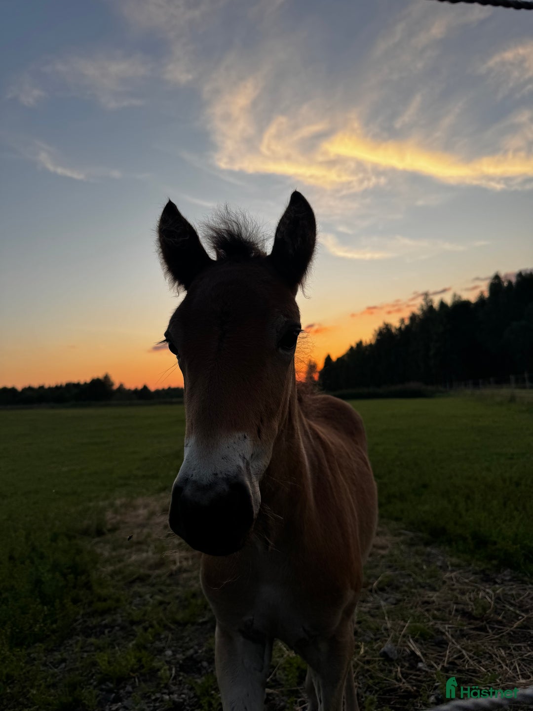 Allround hästar till salu: Riktigt trevligt årsföl i Floby - Annons 3