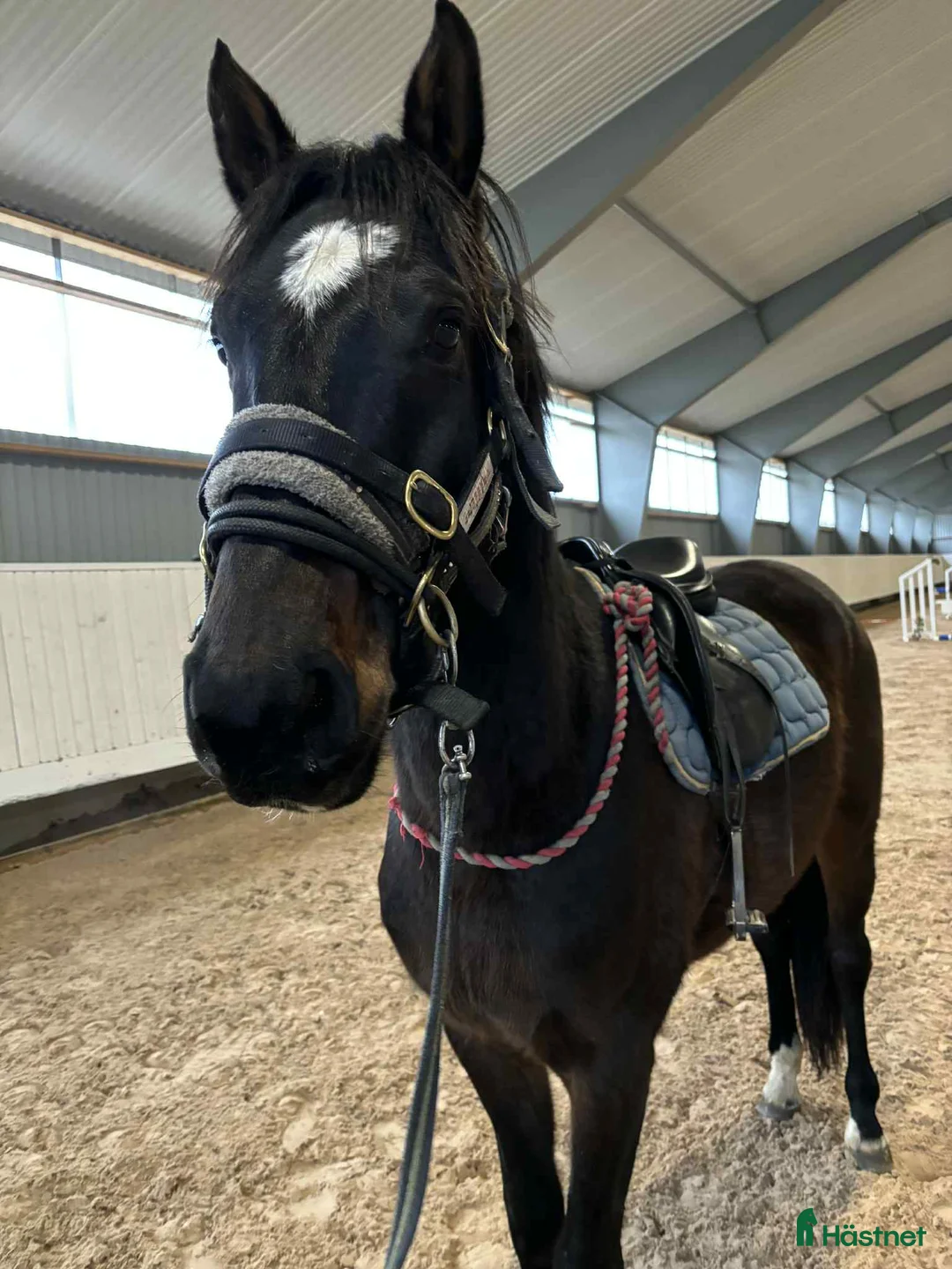 Hoppning hästar till salu: Trevlig 4 åring  - Annons 2