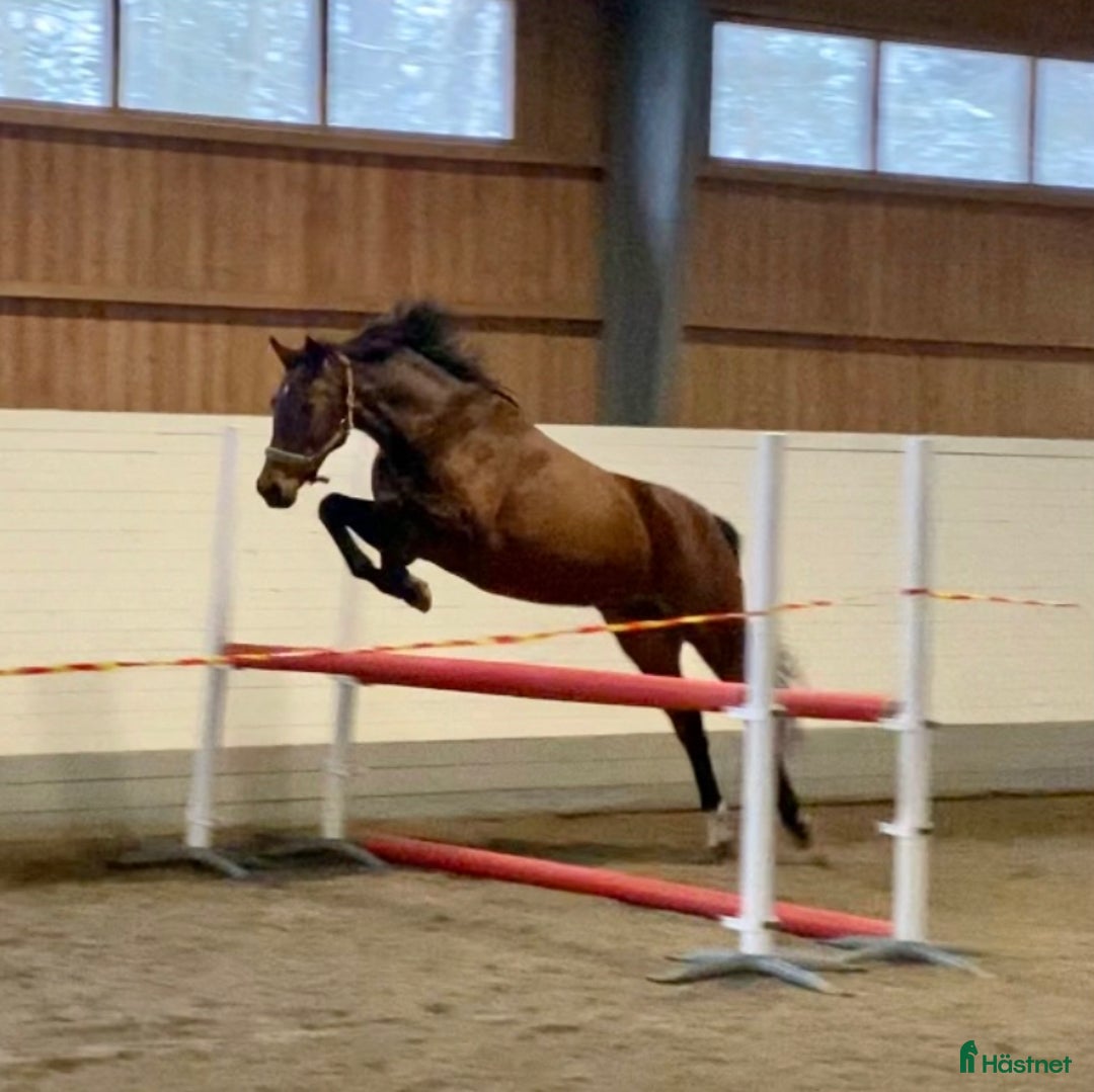  stallplats finnes: Behöver du stallplats på Ekerö?  i Skå - Annons 8