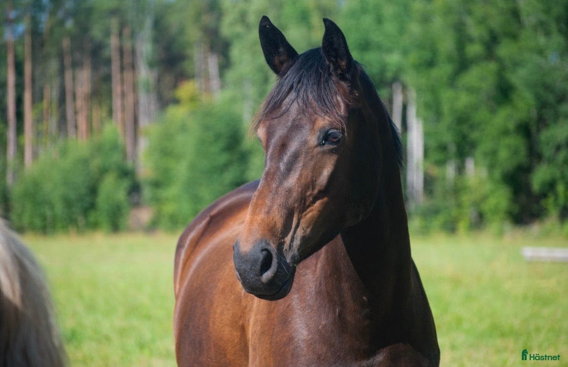  hästar Lyxig hobbyhäst - Annons 17