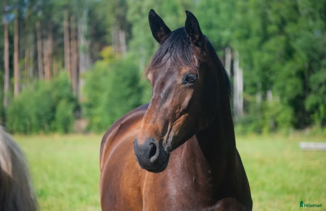 Allround hästar till salu: Lyxig hobbyhäst - Annons 1