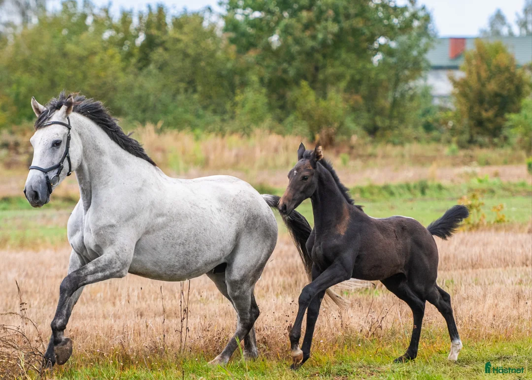 Hoppning hästar till salu: Perspektivföl!!! Qerly Chin-moderlinjen i Sjöbo - Annons 5