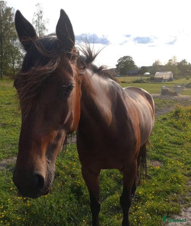 foderhäst i Långserud - Annons 12