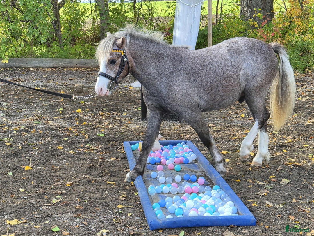 Allround hästar till salu: Ponny i Mörarp - Annons 4