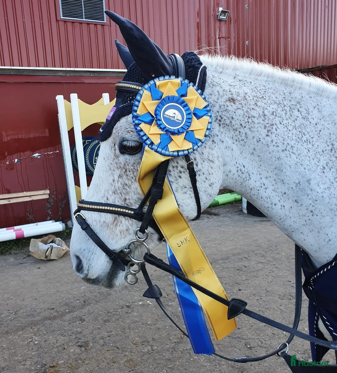 Allround hästar till salu: Fin C ponny!  i Tungelsta - Annons 1