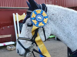 hästar Fin C ponny! i Tungelsta - Annons 13