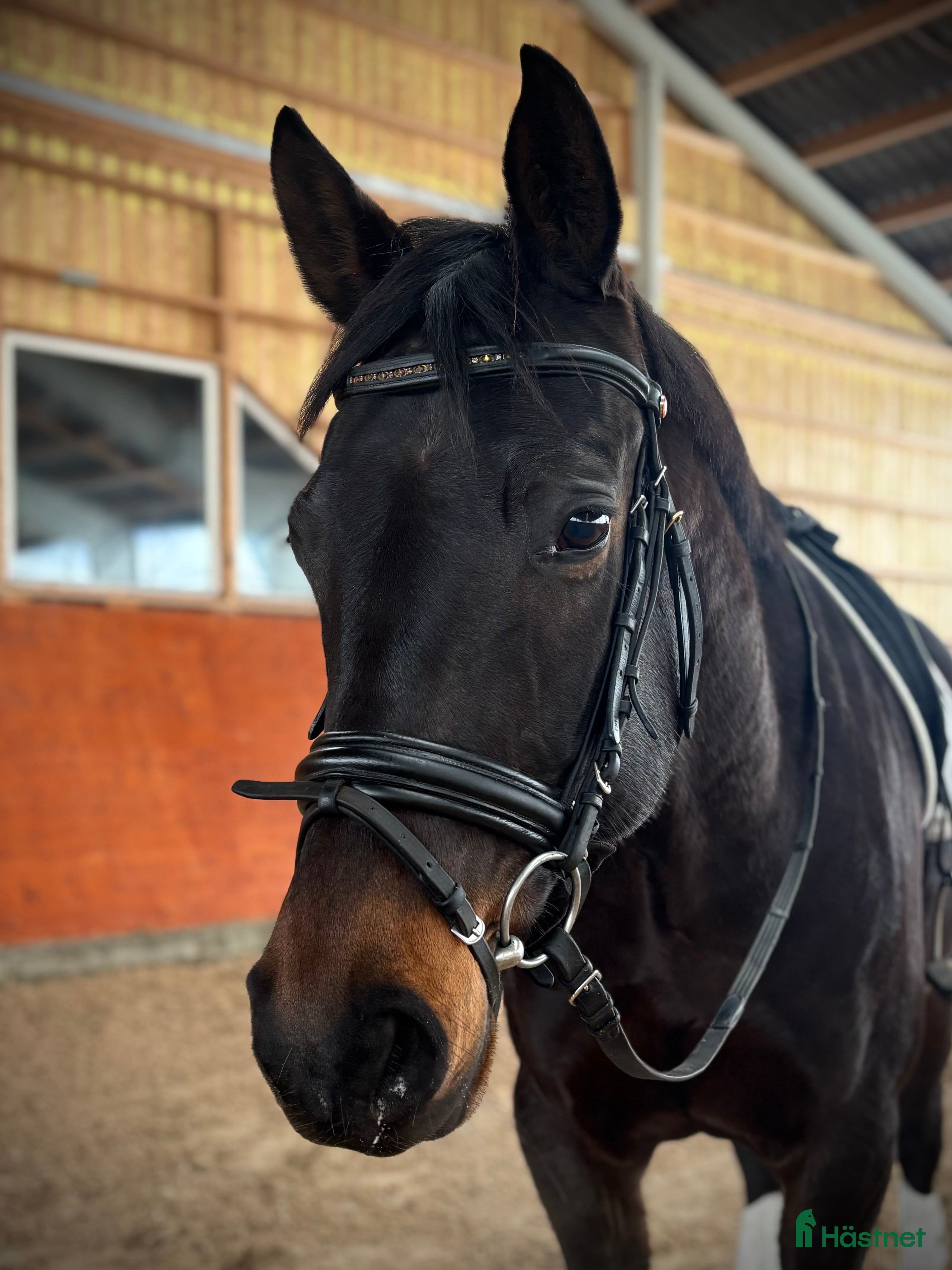  hästar En positiv och okompliserat unghäst - Annons 12