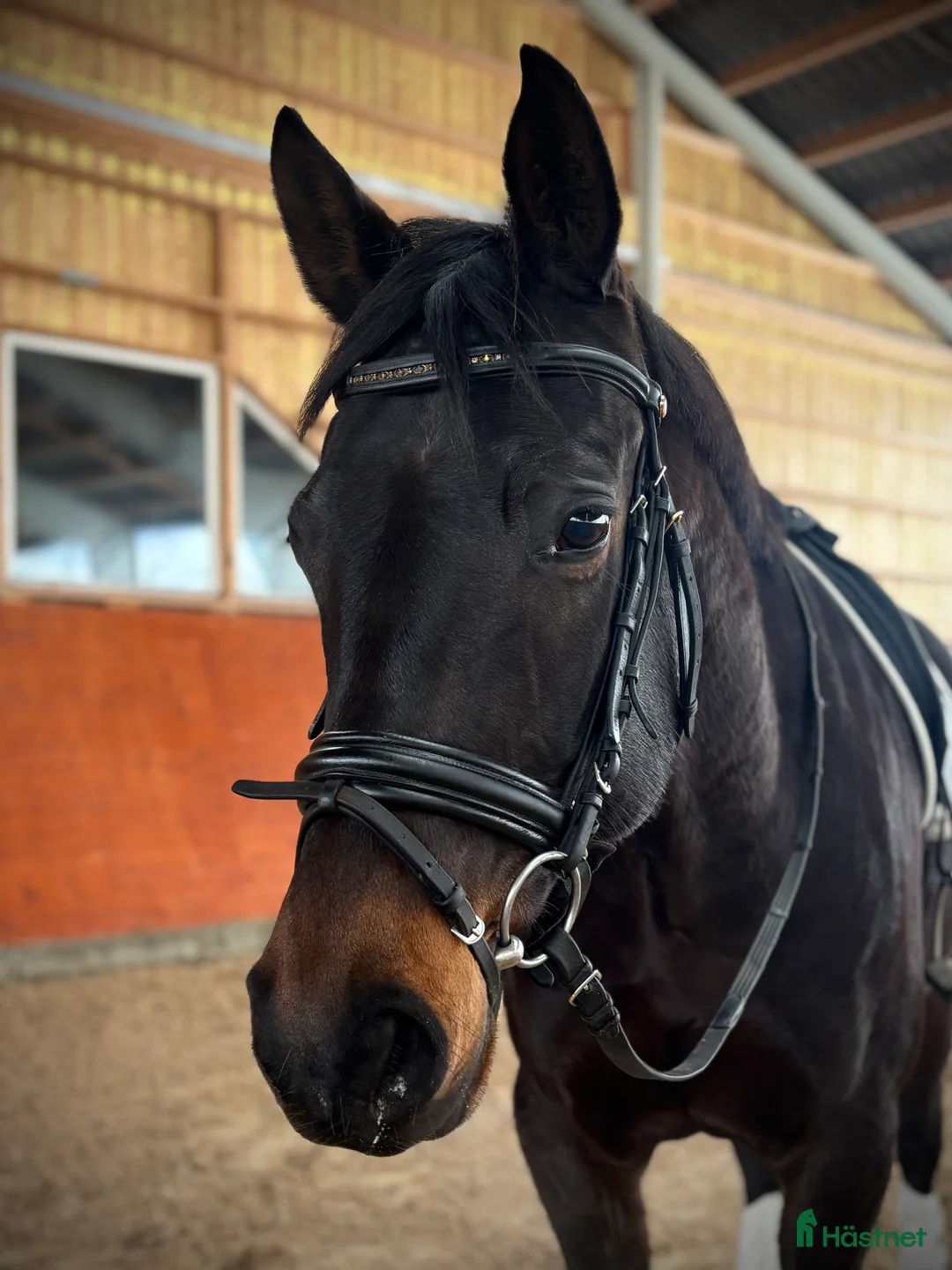 Dressyr hästar till salu: En positiv och okompliserat unghäst - Annons 1