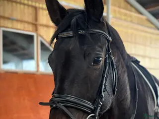 hästar En positiv och okompliserat unghäst - Annons 11