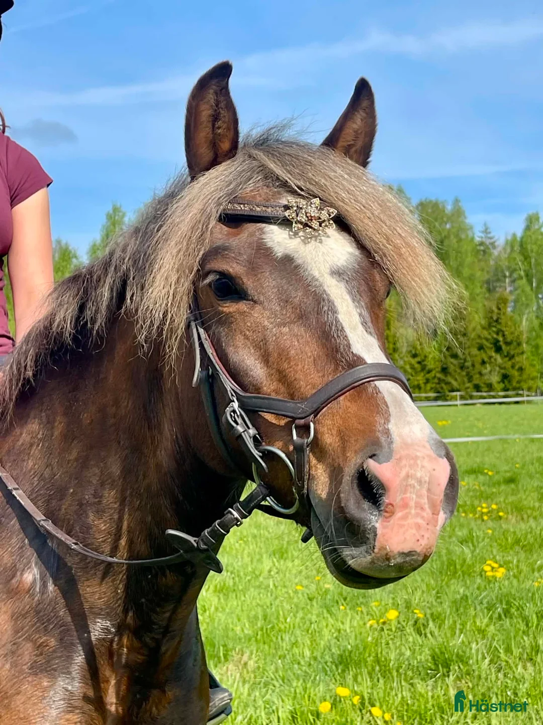 Allround hästar till salu: Underbar allroundponny - Annons 2