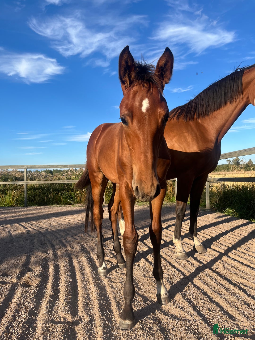 Hoppning hästar till salu: Prissänkt! Trevligt stoföl i Väring - Annons 3