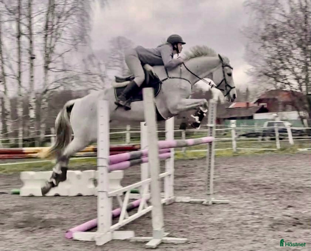 Allround hästar till salu: Mycket trevlig allround/hopphäst i Sala - Annons 2