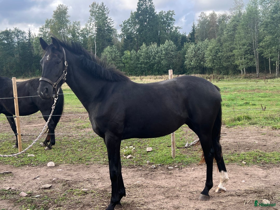 Dressyr hästar till salu: Snyggt, feminint sto e BH St Schufro  i Fågelmara - Annons 1