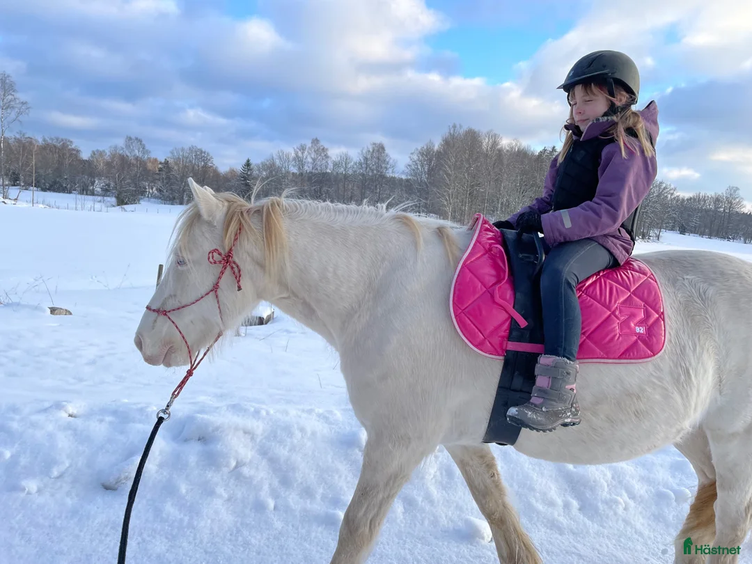 Allround hästar till salu: Vacker sagohäst söker människa med hjärta - Annons 5