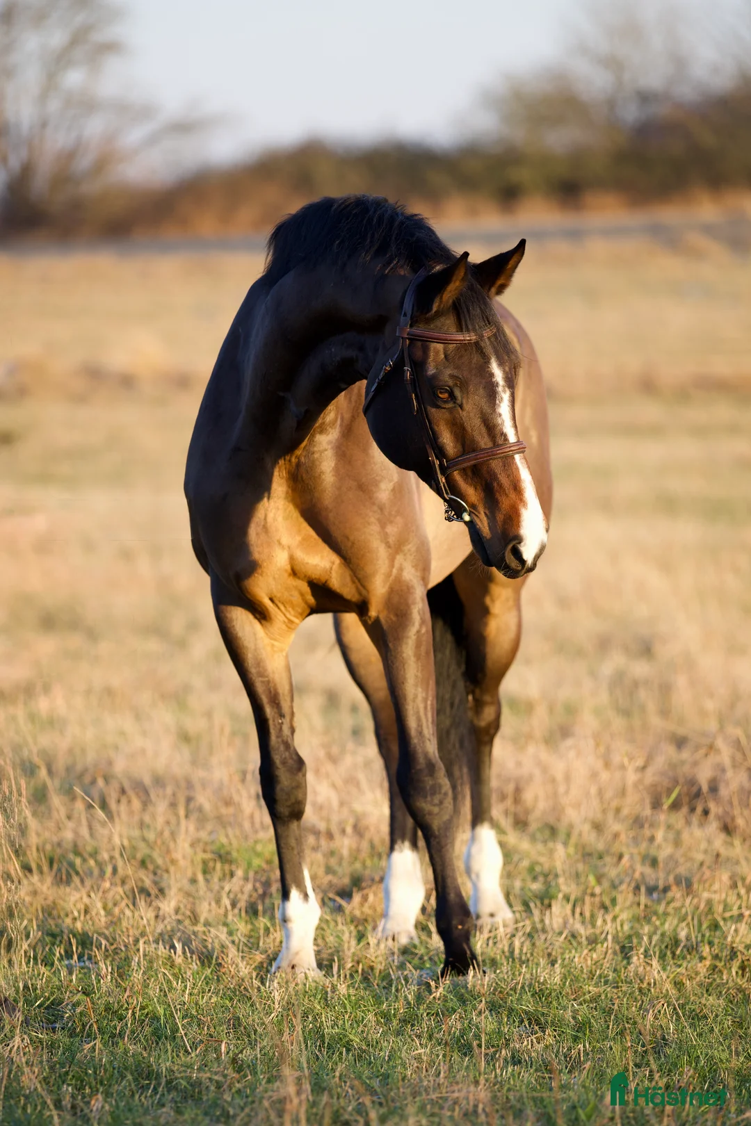 Allround hästar till salu: VÄLSTAMMAD VALACK 🩵 - Annons 3