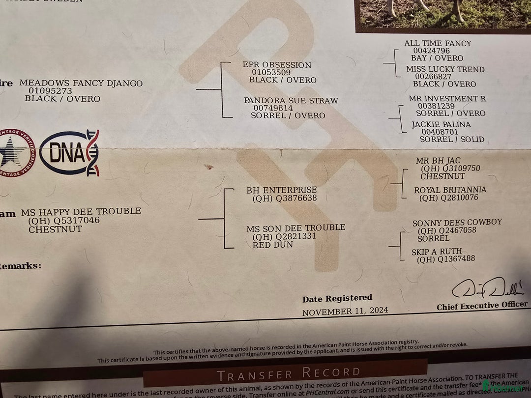 Western hästar till salu: Solid paint valack i Trädet - Annons 5