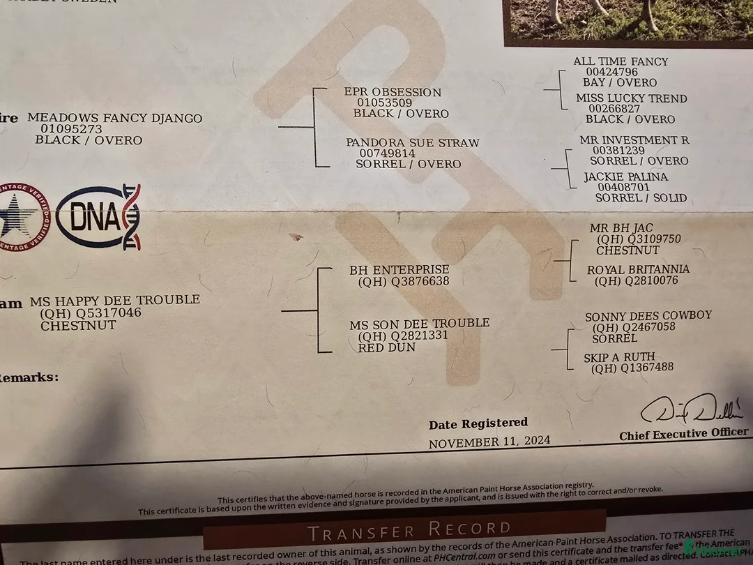 Western hästar till salu: Solid paint valack i Trädet - Annons 5