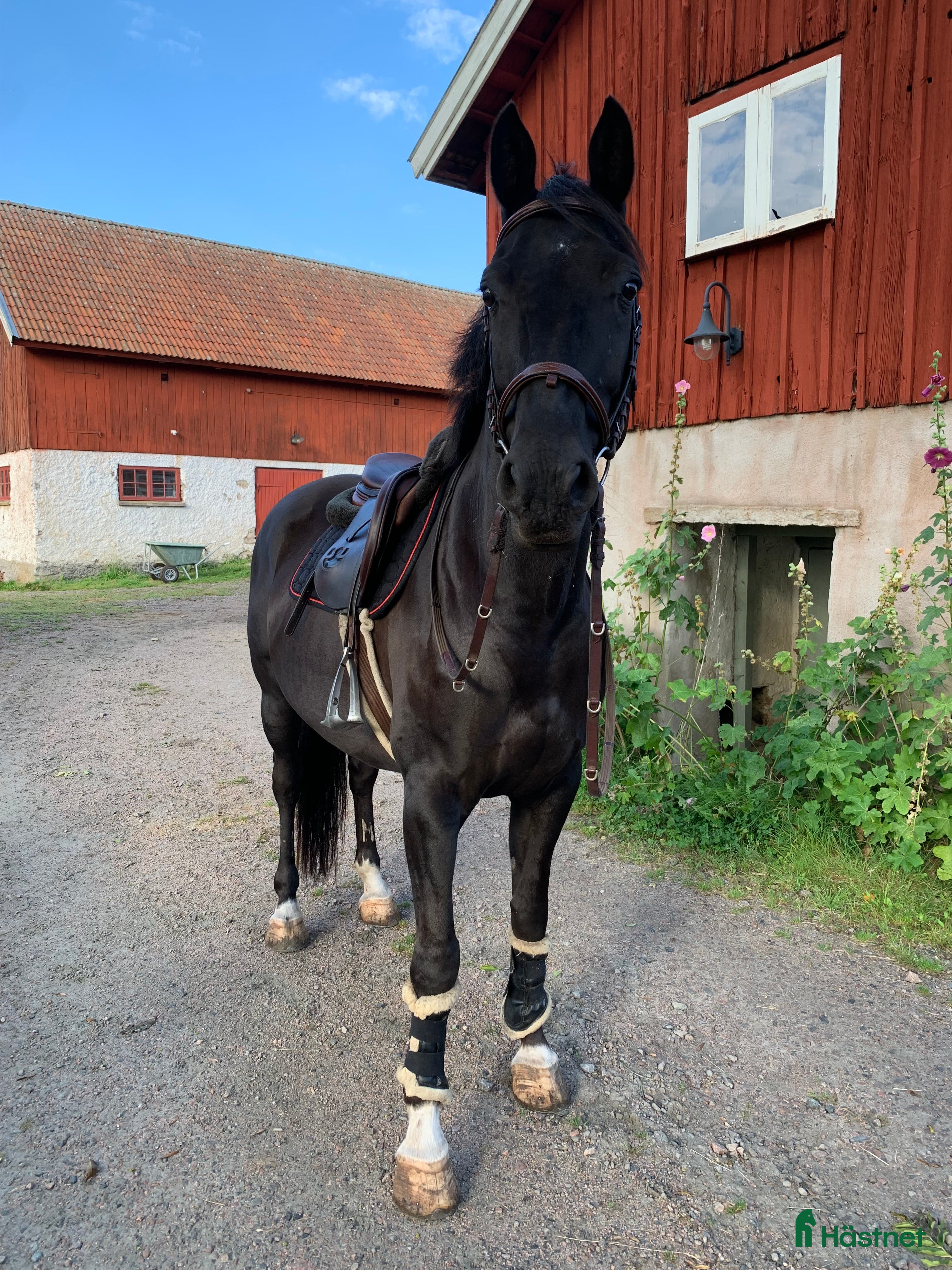  hästar En riktig bästa vän - Annons 11