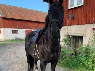 hästar En riktig bästa vän - Annons 11