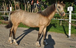 Allround hästar till salu: *Reserverad* Elegant Welsh Cob Stoföl i Hoting - Bild 10