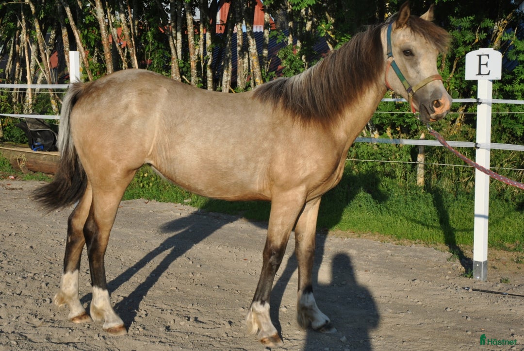Allround hästar till salu: Elegant Welsh Cob Stoföl i Hoting - Bild 10