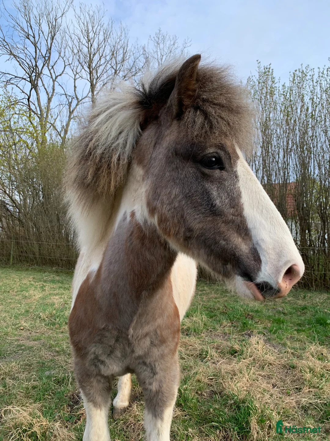Island hästar till salu: Unghäst  - Annons 2