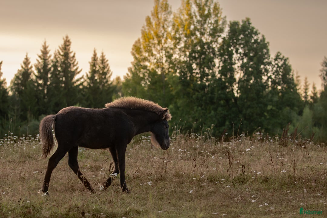 Island hästar till salu: Stor unghingst med gyllene hjärta och potential i Tranås - Annons 16